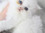 Toulouse Blue Eyes - Persian Kitten For Sale - 