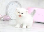 Toulouse Blue Eyes - Persian Kitten For Sale - Roseville&comma; CA&comma; US
