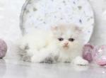 Marie Blue Eyes - Persian Kitten For Sale - Roseville&comma; CA&comma; US