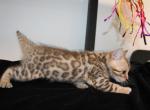 Kari - Bengal Kitten For Sale - Valparaiso&comma; IN&comma; US
