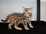 Kai and Kody - Bengal Kitten For Sale - Valparaiso&comma; IN&comma; US