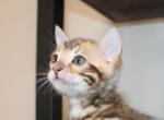 Kai and Kody - Bengal Kitten For Sale - Valparaiso&comma; IN&comma; US