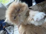 Persian red and white female - Persian Kitten For Sale - Palm Coast&comma; FL&comma; US