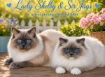Health Tested x Passed - Ragdoll Kitten For Sale - Millersport&comma; OH&comma; US