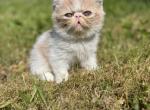 Marta - Exotic Kitten For Sale - Wilkes Barre&comma; PA&comma; US