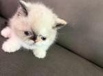Exotic shorthair pointed female - Exotic Kitten For Sale - Palm Coast&comma; FL&comma; US