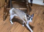 Love Wave Yslada - Cornish Rex Cat For Sale/Retired Breeding - Brinkhaven&comma; OH&comma; US