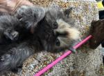 Exotic tortie shorthair female - Exotic Kitten For Sale - Palm Coast&comma; FL&comma; US