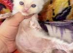 Beautiful lilac - Ragdoll Kitten For Sale - 