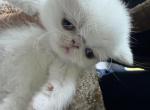 Exotic shorthair white male - Persian Kitten For Sale - Palm Coast&comma; FL&comma; US