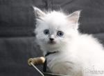 Princess Evangeline - Ragdoll Kitten For Sale - Hudson&comma; OH&comma; US
