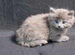 Prince Sterling - Ragdoll Kitten For Sale - 