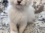 Felix - Domestic Kitten For Adoption - Cleveld&comma; TN&comma; US