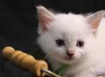 Duchess Seraphina - Ragdoll Kitten For Sale - 
