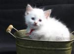 King Maximilian - Ragdoll Kitten For Sale - 