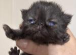 Beautiful solid black female Persian - Persian Kitten For Sale - Lehighton&comma; PA&comma; US