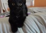 Persephone and Tamlyn - American Shorthair Kitten For Adoption - Granite City&comma; IL&comma; US