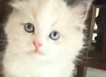 Ragdoll kitten - Ragdoll Cat For Sale - Gilbert&comma; AZ&comma; US