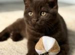 Thorn - British Shorthair Kitten For Sale - 