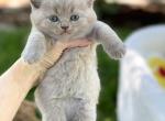 Loki - British Shorthair Kitten For Sale - 