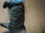 Lil Guy - Persian Kitten For Sale - 