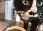 Cookie - Domestic Cat For Adoption - Southwick&comma; MA&comma; US