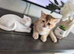 Ranger chinchilla - Scottish Straight Kitten For Sale - Brooklyn&comma; NY&comma; US
