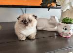 Snowy - Scottish Fold Kitten For Sale - Beverly&comma; NJ&comma; US