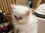 Winter and her kittens - Persian Kitten For Sale - Alafaya&comma; FL&comma; US