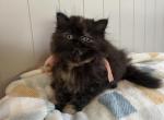 Coco doll face torti - Persian Kitten For Sale - MO&comma; US