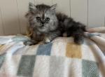 Kiwi silver tabby - Persian Kitten For Sale - MO&comma; US