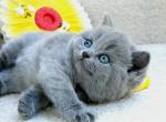 Whisper - British Shorthair Kitten For Sale - 