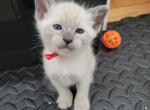 blue point boy - Siamese Kitten For Sale - Wayland&comma; MA&comma; US