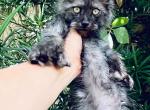 Maine Coon Boy  Black Smoke Polydactyl - Maine Coon Kitten For Sale - Grant Valkaria&comma; FL&comma; US