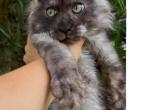 Gorgeous Maine Coon Boy Black Smoke - Maine Coon Kitten For Sale - Grant Valkaria&comma; FL&comma; US