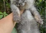 Absolutely Adorable Maine Coon Boy - Maine Coon Kitten For Sale - Grant Valkaria&comma; FL&comma; US