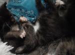 8 kittens - Domestic Kitten For Sale - Tempe&comma; AZ&comma; US