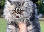 Charlie and Sasha - Persian Kitten For Sale - West Palm Beach&comma; FL&comma; US
