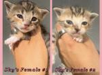Female Kittens - Domestic Kitten For Sale - 