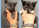 Half Siamese Male Kittens - Domestic Kitten For Sale - Leominster&comma; MA&comma; US