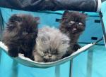 Love bugs - Persian Kitten For Sale - West Palm Beach&comma; FL&comma; US
