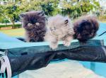 Love bugs - Persian Kitten For Sale - West Palm Beach&comma; FL&comma; US