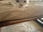Astra - Ragdoll Kitten For Sale - Laurel&comma; MD&comma; US