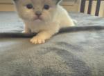 Kira - Ragdoll Kitten For Sale - 