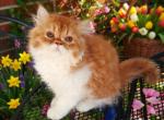Cfa red tabby and white male kitten - Persian Kitten For Sale - Woodburn&comma; IN&comma; US