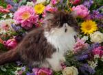 Chocolate bicolor female persian kitten - Persian Cat For Sale - 