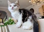 British Shorthair Bicolor Male - British Shorthair Kitten For Sale - Orlando&comma; FL&comma; US