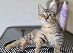 Mufassa - American Bobtail Kitten For Sale - Germantown&comma; MD&comma; US