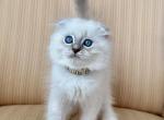 Scottish Fold Seal Point Male - Scottish Fold Kitten For Sale - Orlando&comma; FL&comma; US