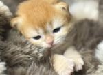 Hazel - British Shorthair Kitten For Sale - Canoga Park&comma; CA&comma; US